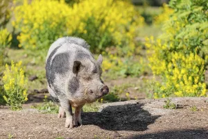 A Kunekune pig (sus scrofa domesticus)