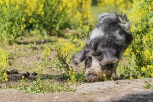 A Kunekune pig (sus scrofa domesticus)