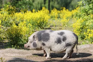 A Kunekune pig (sus scrofa domesticus)