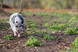 A Kunekune pig (sus scrofa domesticus)