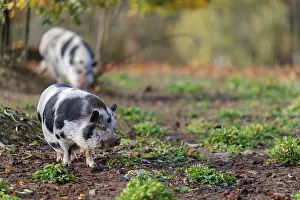 Framed Print : Two Kunekune pigs (sus scrofa domesticus)