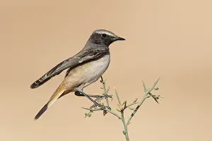 Kurdish Wheatear (Oenanthe xanthoprymna) male perched on a branch