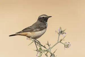 Kurdish Wheatear (Oenanthe xanthoprymna) male perched on a branch