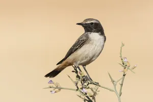 Kurdish Wheatear (Oenanthe xanthoprymna) male perched on a branch