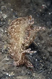 Kuroda's Sea-hare, Kuroda's Sea-hares