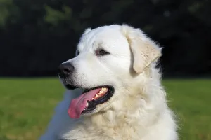 Kuvasz (Canis lupus familiaris)