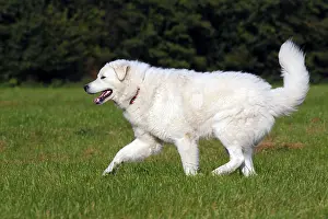 Kuvasz (Canis lupus familiaris)