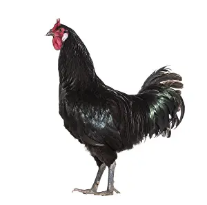 La Fleche chicken standing against white background