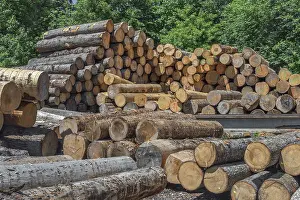 Labelled stacked tree trunks in a sawmill