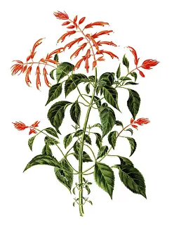 Labiatae or Lamiaceae, Scarlet Sage