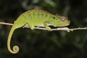 Labord's chameleon (Furcifer labordi)