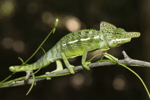 Labord's chameleon (Furcifer labordi)