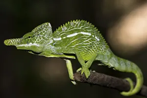 Labord's chameleon (Furcifer labordi)