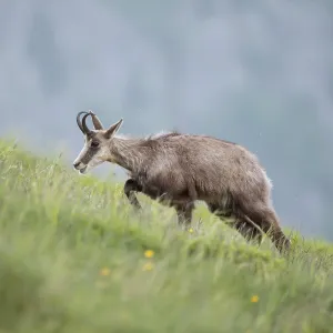 Labourious ascent... Chamois (Rupicapra rupicapra)