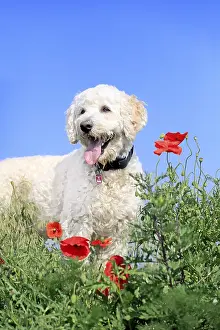 Labradoodle, male (Labrador x Standard Poodle cross)