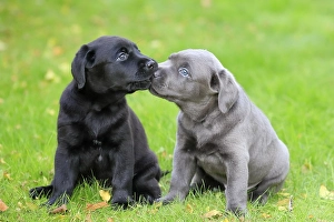 Labrador domestic dog (Canis lupus familiaris)