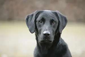 Labrador portrait