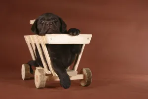 Labrador pup in a little cart