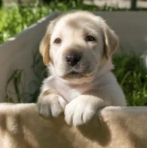 Labrador puppy portrait, beautiful little dog