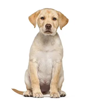 Labrador Retriever, 2 months old