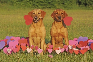 Labrador Retriever, bitches, yellow