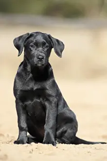 Labrador Retriever (Canis lupus familiaris)