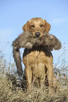 Labrador Retriever dog, bitch, holding marten dummy in its mouth