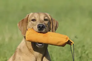 Labrador Retriever, female dog