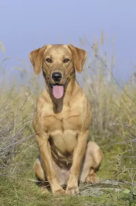 Labrador Retriever, female dog, sitting