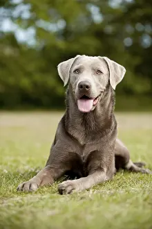 Labrador Retriever, lying