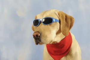 Labrador Retriever, male, yellow, with scarf and sunglasses, animal portrait, studio shot
