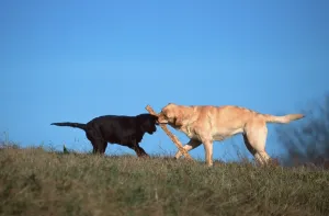 Labrador retriever and puppy, 4 months old