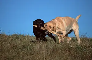Labrador retriever and puppy, 4 months old