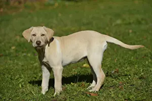 Framed Print : A Labrador Retriever puppy stands on a green meadow and looks curiously into the camera