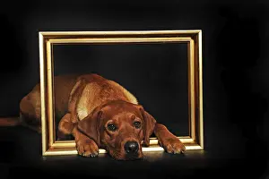 Labrador Retriever, working line, yellow, male