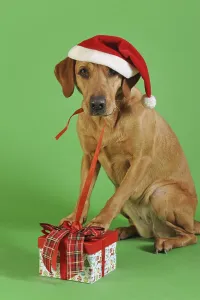 Labrador Retriever, yellow