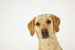 Labrador Retriever, yellow, bitch