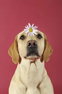 Labrador Retriever, yellow, bitch