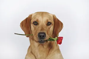 Labrador Retriever, yellow, bitch