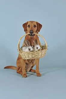 Labrador retriever, yellow, bitch