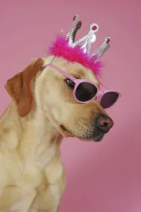 Labrador retriever, yellow, bitch