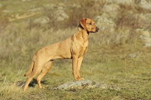 Labrador Retriever, yellow, bitch