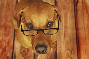 Labrador Retriever, yellow, bitch with glasses