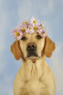 Labrador Retriever, yellow, bitch with pink flowers on head