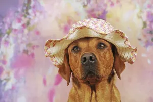 Labrador Retriever, yellow, bitch has summer hat