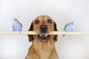 Labrador Retriever, yellow, bitch and young budgies sitting on pole