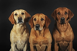 Labrador Retriever, yellow, three bitches