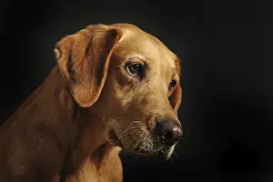 Labrador Retriever, yellow, female