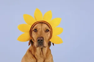 Labrador retriever, yellow, female with floral wreath on head