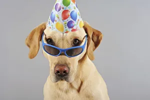 Labrador Retriever, yellow, male